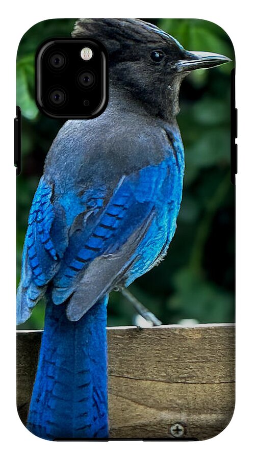 Stellars jay - Phone Case