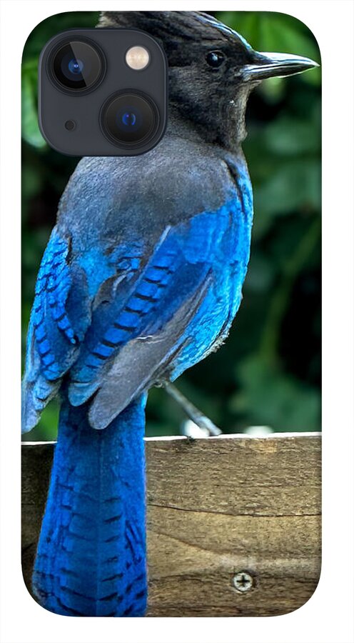 Stellars jay - Phone Case