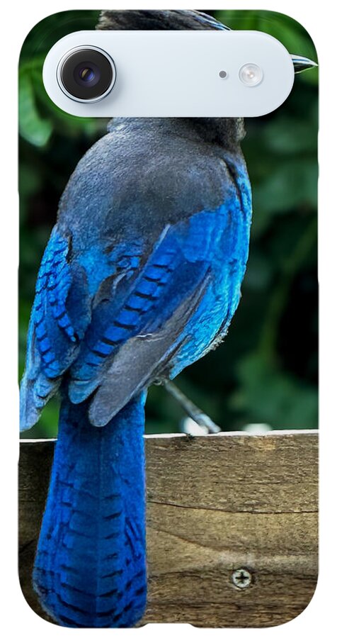 Stellars jay - Phone Case