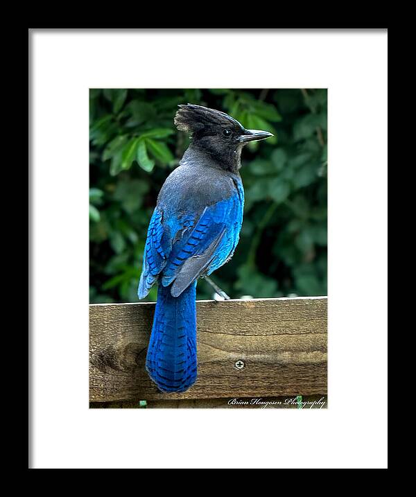 Stellars jay - Framed Print