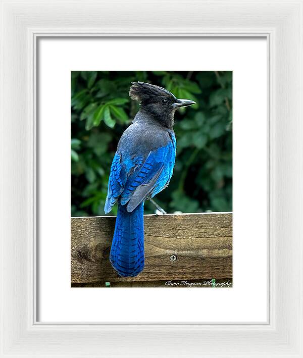 Stellars jay - Framed Print