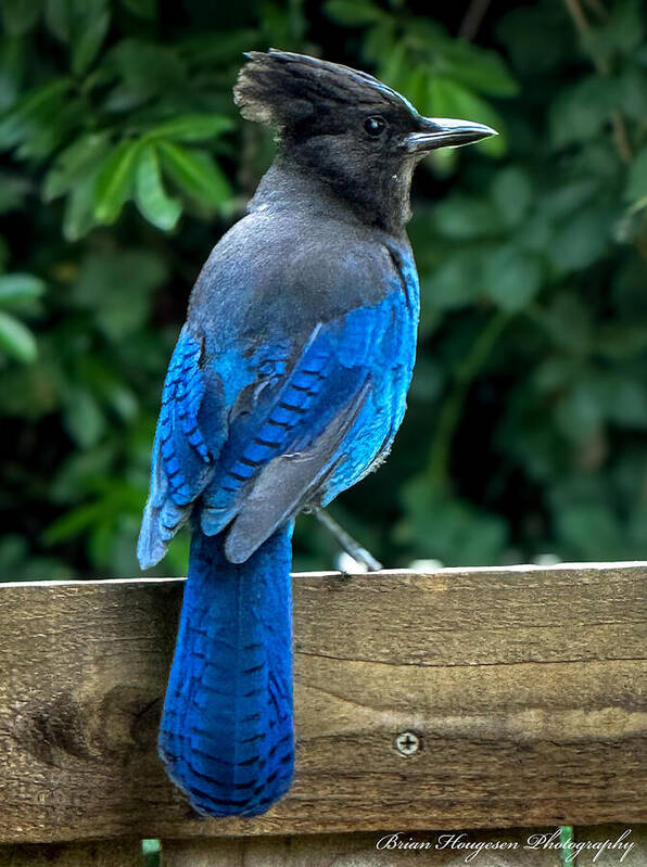 Stellars jay - Art Print