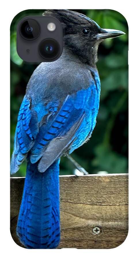 Stellars jay - Phone Case