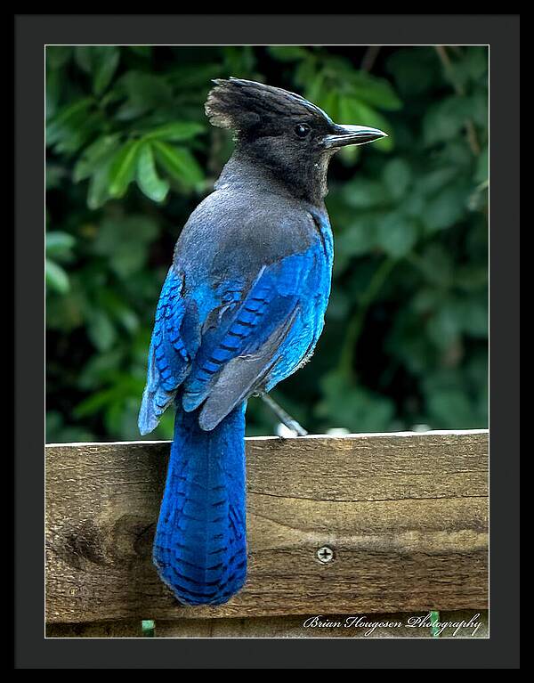 Stellars jay - Framed Print