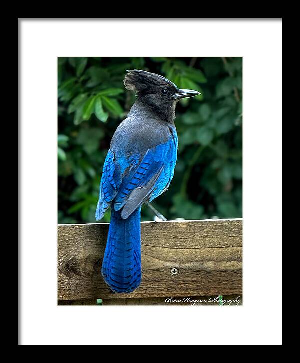Stellars jay - Framed Print