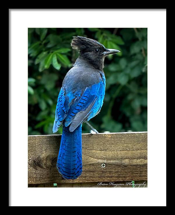 Stellars jay - Framed Print