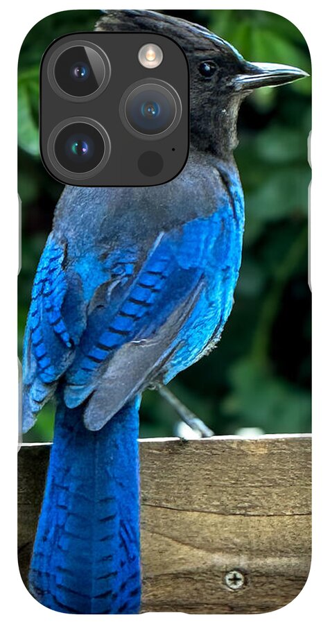 Stellars jay - Phone Case