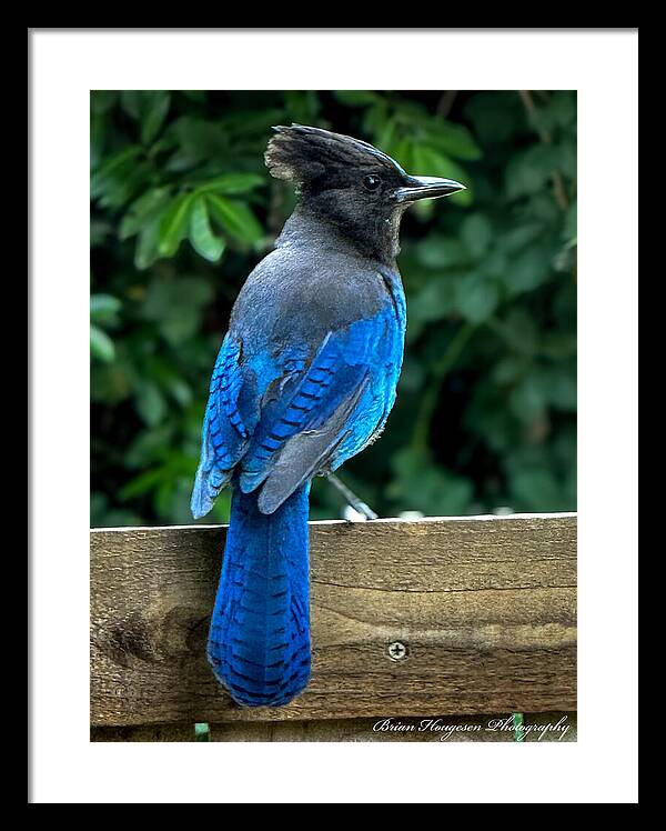 Stellars jay - Framed Print