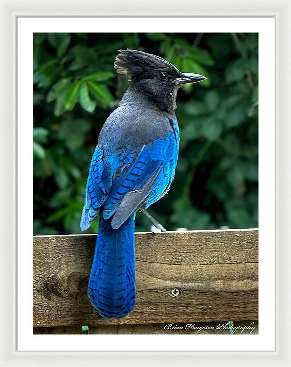 Stellars jay - Framed Print