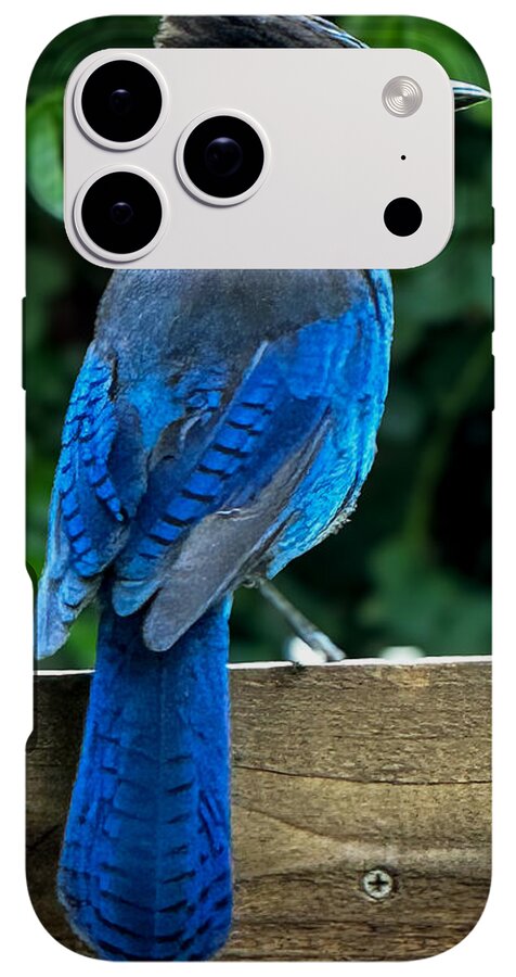 Stellars jay - Phone Case
