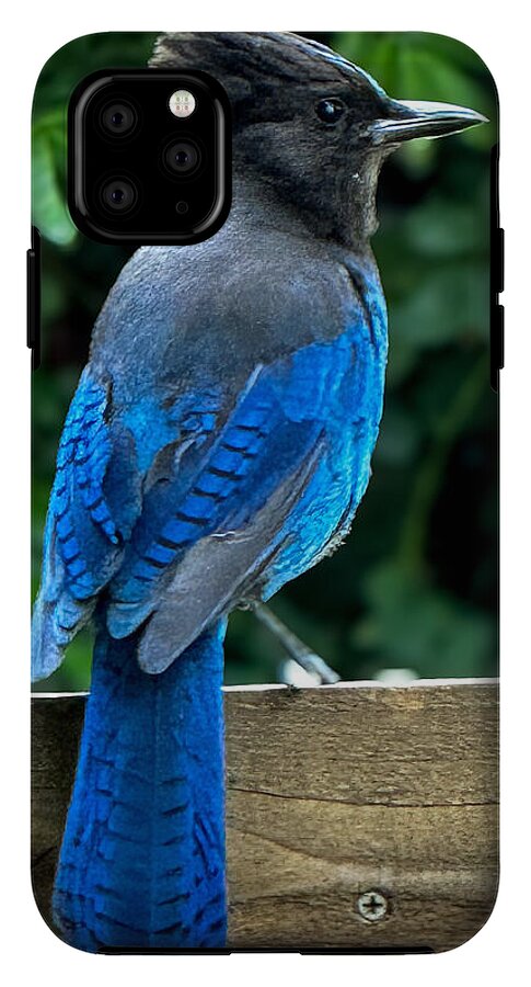Stellars jay - Phone Case