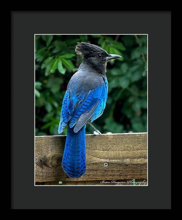 Stellars jay - Framed Print