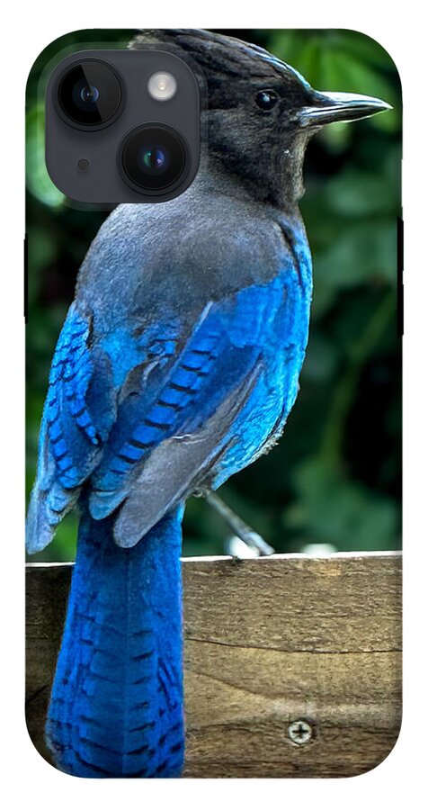Stellars jay - Phone Case