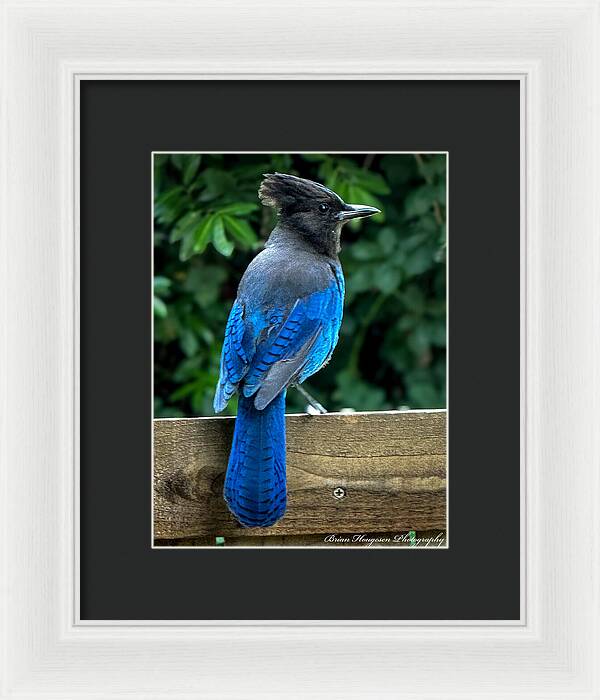 Stellars jay - Framed Print