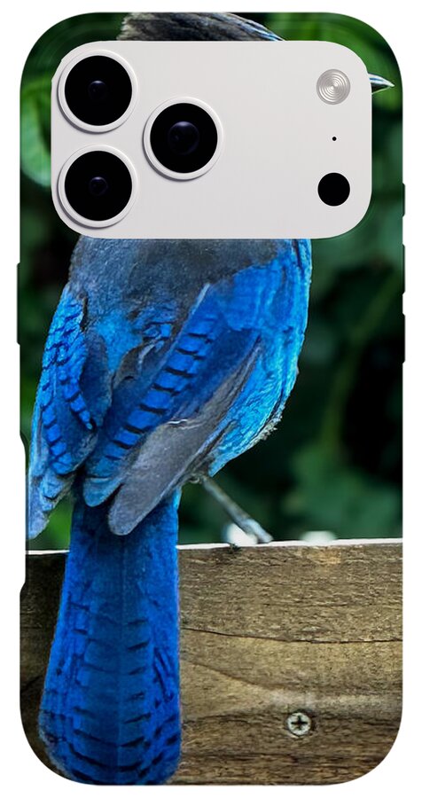 Stellars jay - Phone Case