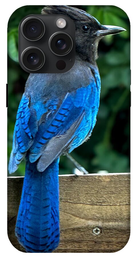 Stellars jay - Phone Case