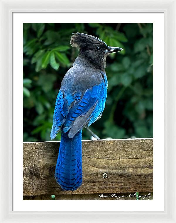 Stellars jay - Framed Print