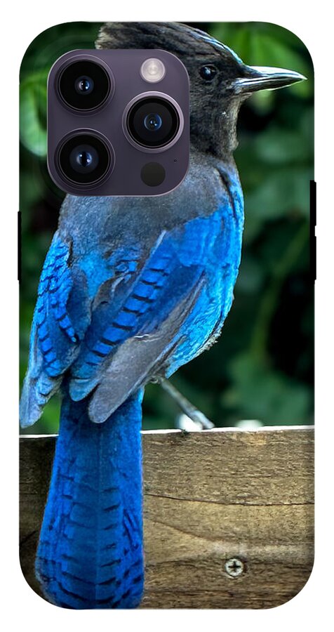 Stellars jay - Phone Case