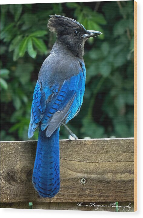 Stellars jay - Wood Print