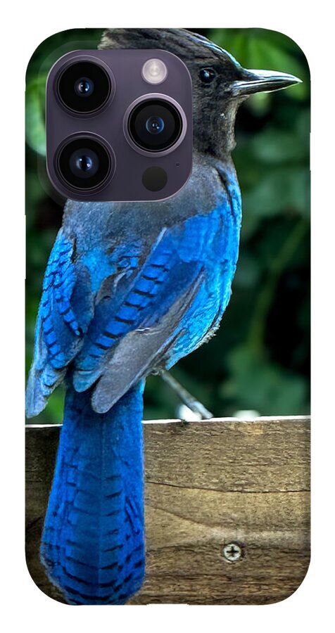 Stellars jay - Phone Case