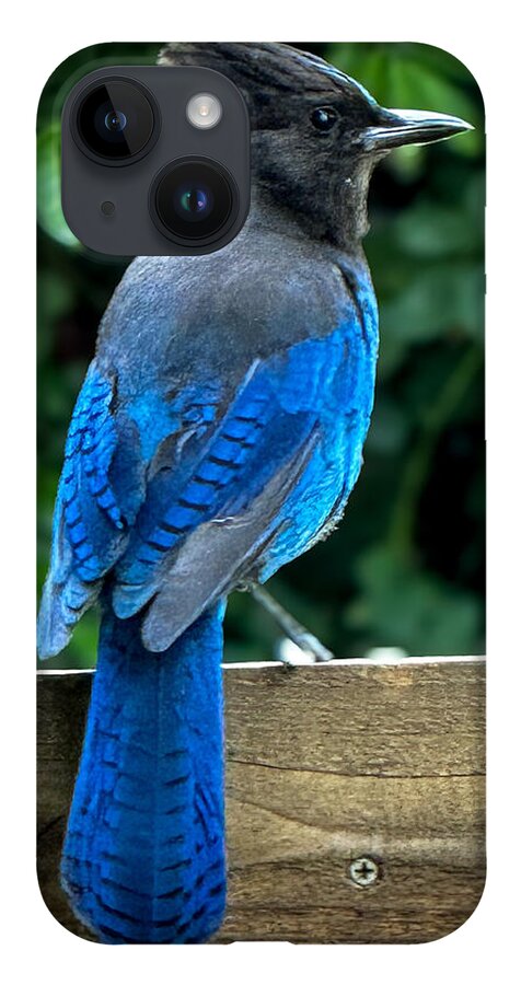 Stellars jay - Phone Case