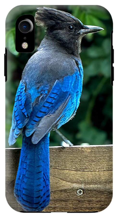Stellars jay - Phone Case