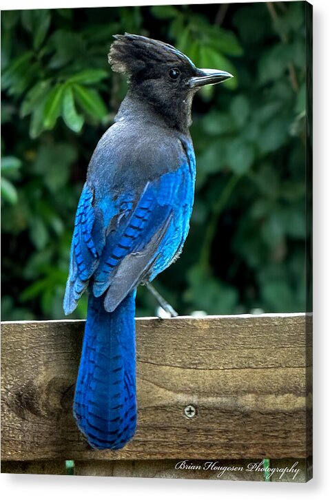 Stellars jay - Acrylic Print