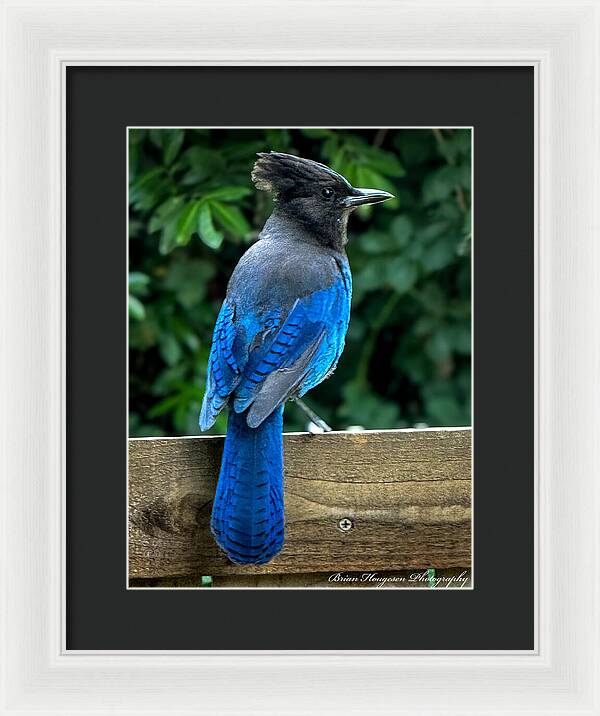 Stellars jay - Framed Print