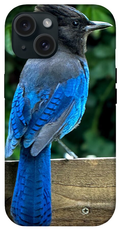 Stellars jay - Phone Case
