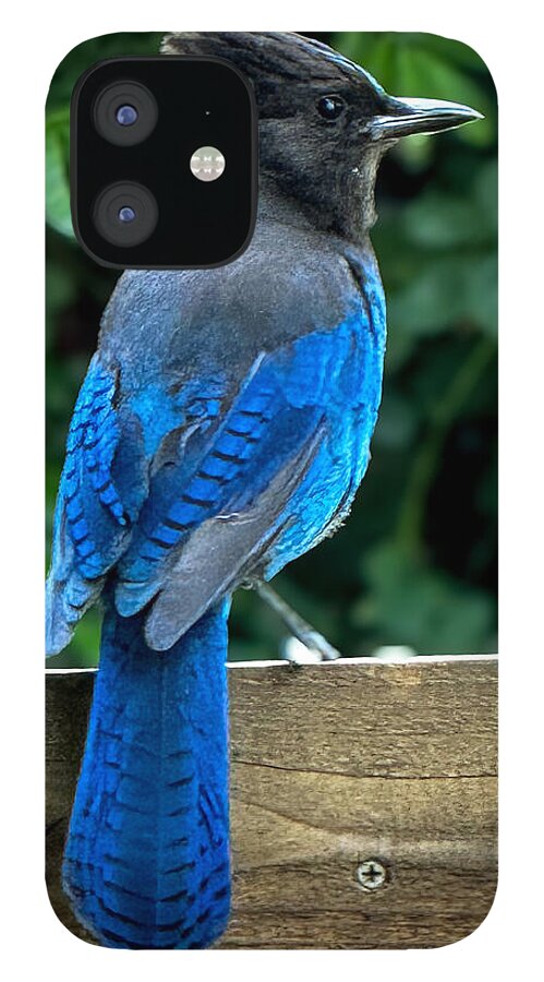 Stellars jay - Phone Case