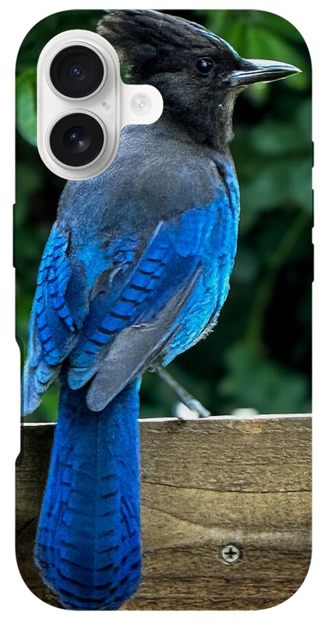 Stellars jay - Phone Case