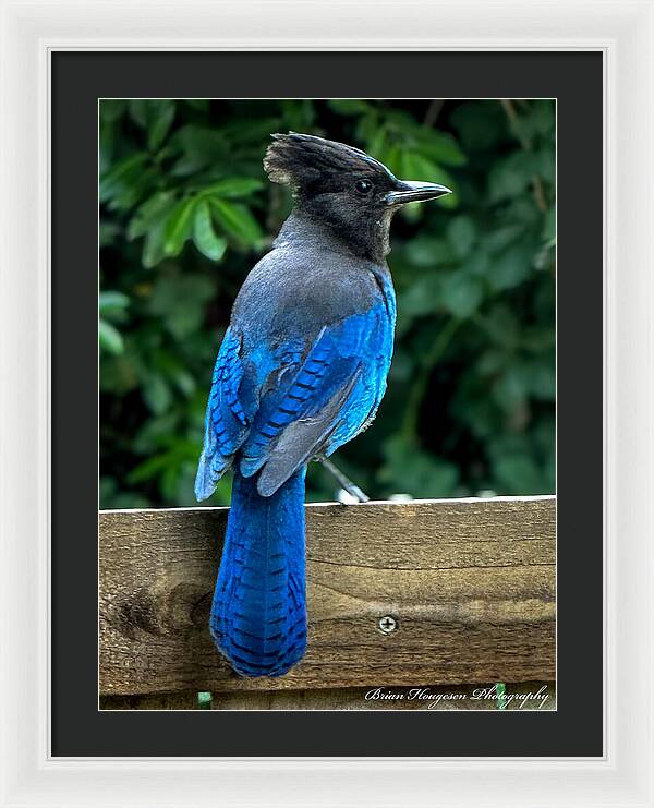 Stellars jay - Framed Print