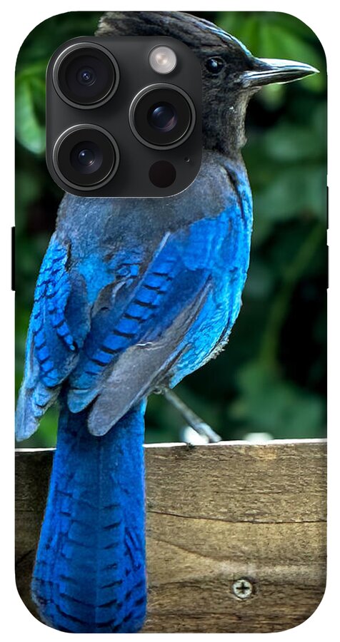 Stellars jay - Phone Case