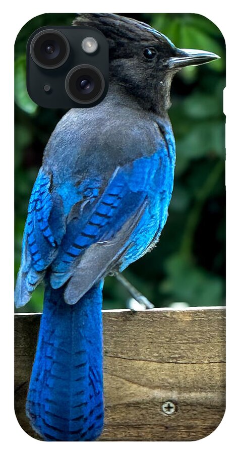 Stellars jay - Phone Case