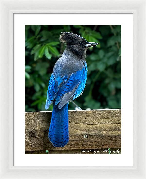 Stellars jay - Framed Print