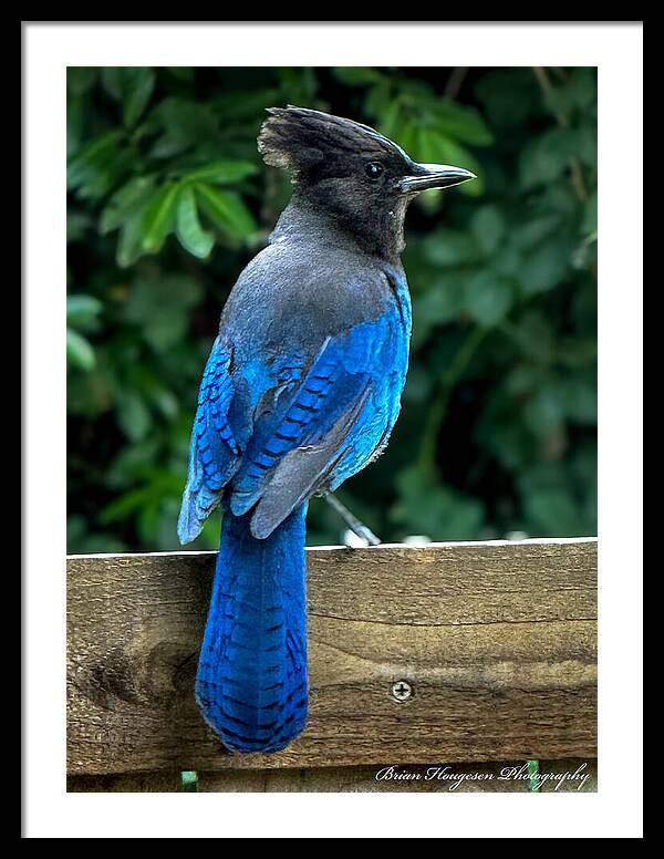 Stellars jay - Framed Print