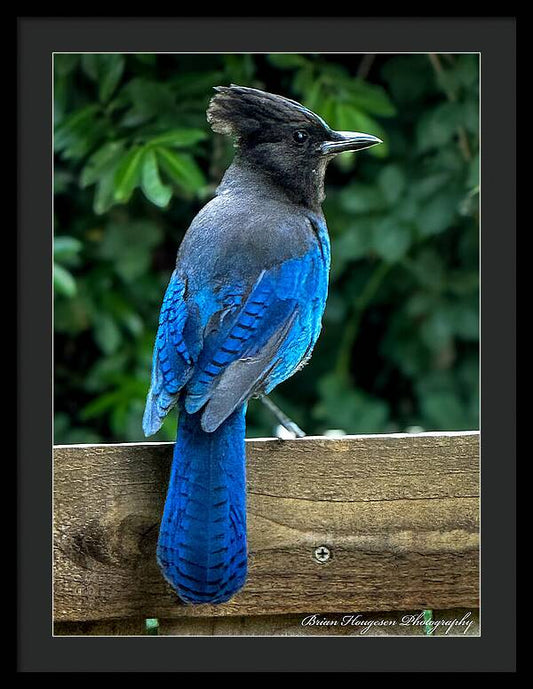 Stellars jay - Framed Print