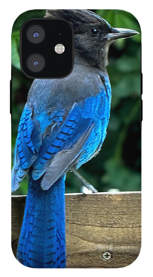Stellars jay - Phone Case