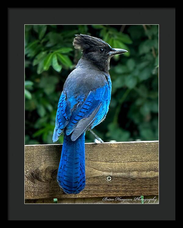 Stellars jay - Framed Print