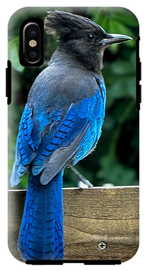 Stellars jay - Phone Case