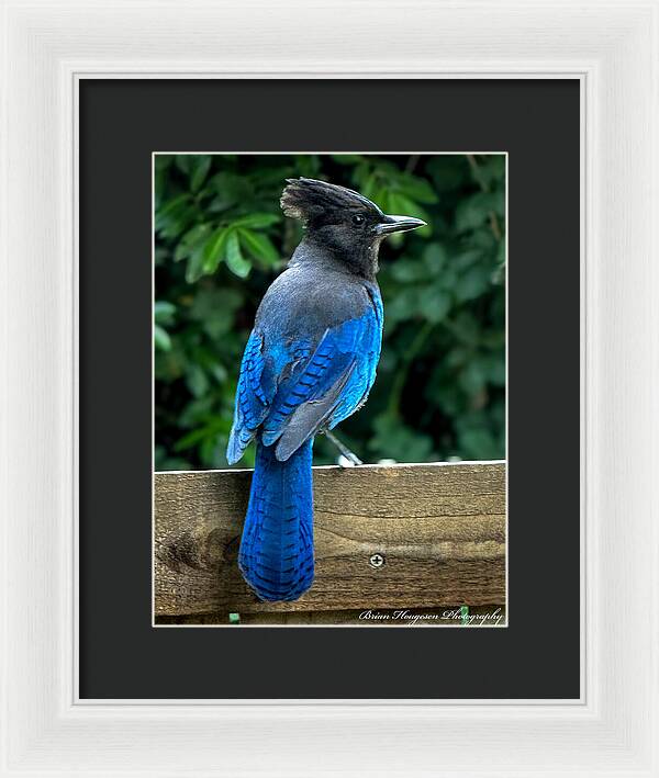 Stellars jay - Framed Print