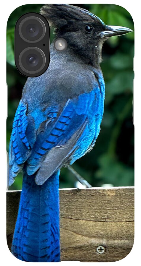 Stellars jay - Phone Case