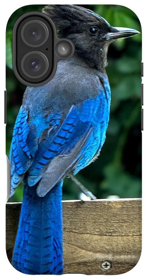 Stellars jay - Phone Case