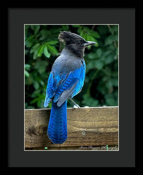 Stellars jay - Framed Print