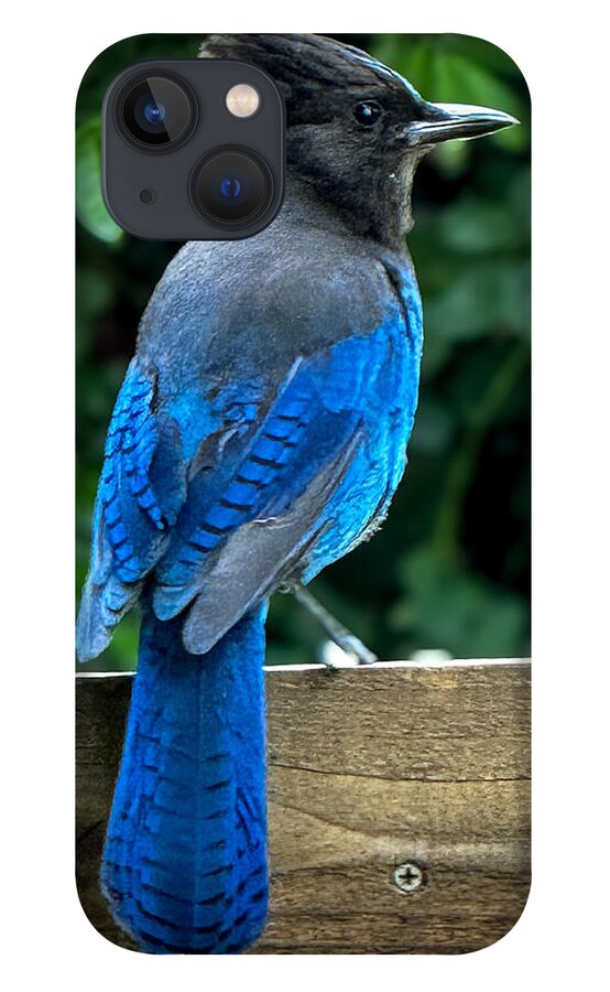Stellars jay - Phone Case