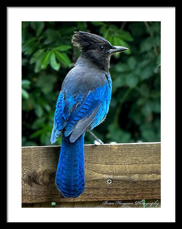 Stellars jay - Framed Print