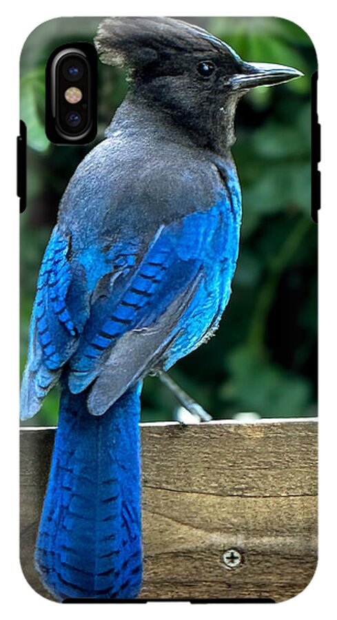Stellars jay - Phone Case
