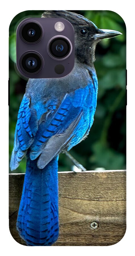 Stellars jay - Phone Case