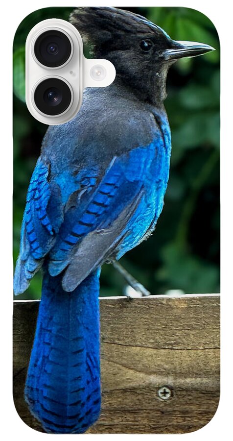 Stellars jay - Phone Case