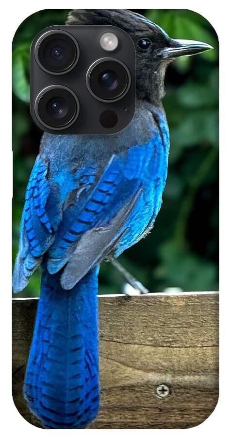 Stellars jay - Phone Case